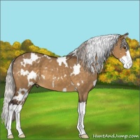 Horse Color:White Spotted Silver Buckskin Dun Sabino Splash