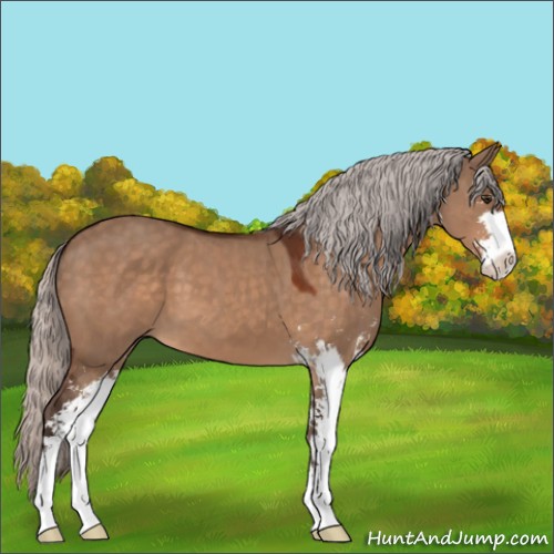 Horse Color:Silver Brown Dun Sabino 
