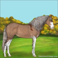 Horse Color:Silver Brown Dun Sabino 