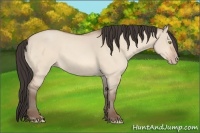 Horse Color:Amber Champagne Dun 