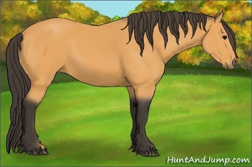 Horse Color:Buckskin 