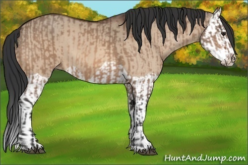 Horse Color:Brown Dun and Brown Dun Splash