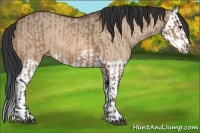 Horse Color:Brown Dun and Brown Dun Splash