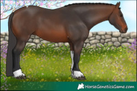 Horse Color:Brown Tobiano 