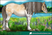 Horse Color:White Spotted Amber Cream Champagne Splash Rabicano 