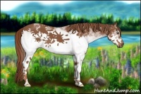 Horse Color:White Spotted Chestnut Frame 