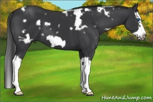 Horse Color:White Spotted Black Splash Frame