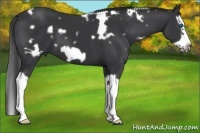 Horse Color:White Spotted Black Splash Frame 