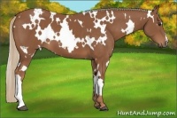 Horse Color:White Spotted Chestnut 