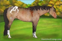 Horse Color:Brown Dun Appaloosa 