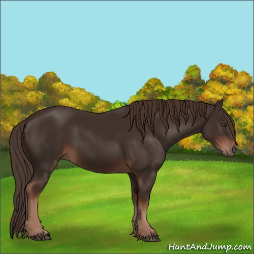 Horse Color:Liver Chestnut