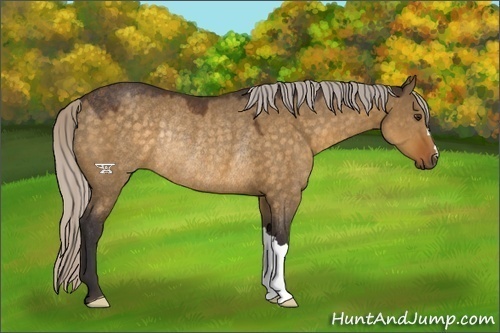Horse Color:Silver Buckskin Dun Rabicano 