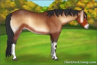 Horse Color:Bay Onyx 