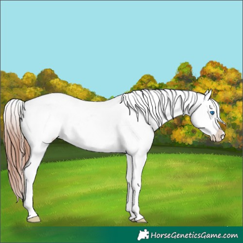Horse Color:White Spotted Brown Sabino Splash Appaloosa 