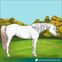 Horse Color:White Spotted Brown Sabino Splash Appaloosa 
