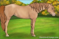 Horse Color:Gold Champagne 
