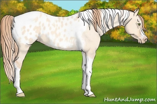 Horse Color:Gold Champagne Roan Dun Splash Tobiano Frame Appaloosa Rabicano