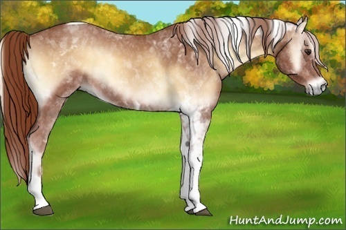 Horse Color:Red Onyx Tobiano 