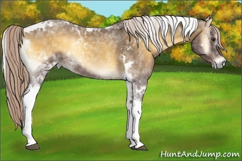 Horse Color:Chocolate Palomino Onyx Tobiano 