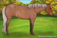 Horse Color:Silver Buckskin Roan 
