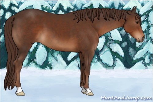 Horse Color:Liver Chestnut 