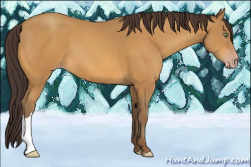 Horse Color:Sable Cream Champagne 