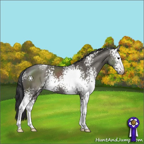 Horse Color:White Spotted Grullo