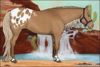 Horse Color:Chocolate Palomino Sabino Appaloosa 