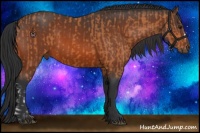 Horse Color:Bay and Bay