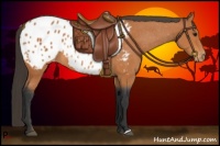 Horse Color:Bay Blanket
