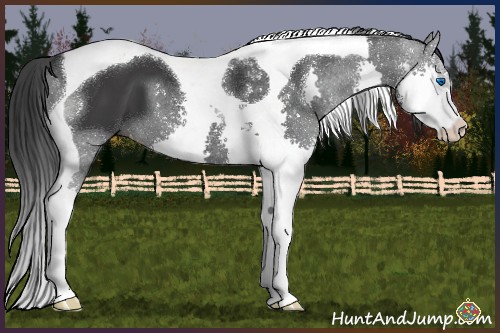 Horse Color:Black Sabino Splash Tobiano 