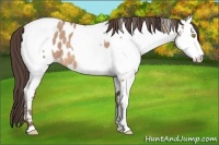 Horse Color:Amber Champagne Appaloosa  and Amber Champagne Appaloosa 