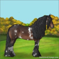 Horse Color:White Spotted Brown 
