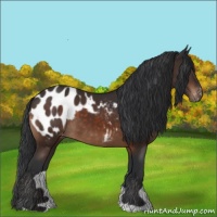 Horse Color:Brown Appaloosa