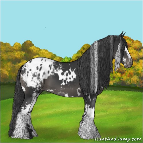 Horse Color:White Spotted Black Blanket