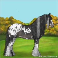 Horse Color:White Spotted Black Appaloosa
