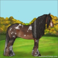 Horse Color:White Spotted Liver Chestnut