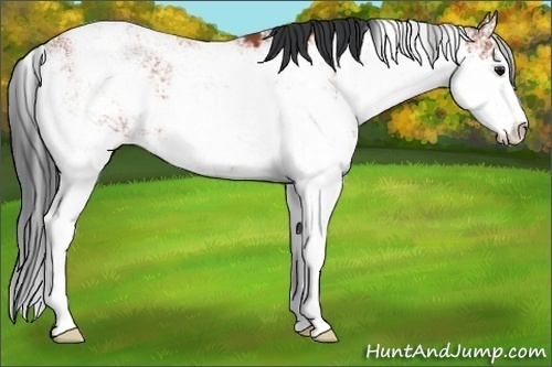 Horse Color:Bay Sabino Rabicano