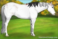 Horse Color:Bay Sabino Rabicano 
