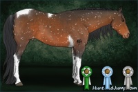 Horse Color:Brown Tobiano Appaloosa