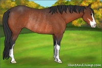 Horse Color:Bay Sabino Rabicano