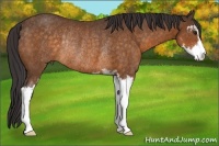 Horse Color:Buckskin Sabino Rabicano 