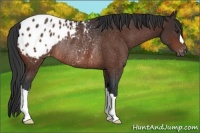 Horse Color:Brown Appaloosa Rabicano