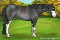 Horse Color:Black Sabino Rabicano 