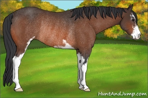 Horse Color:Brown Sabino Rabicano 