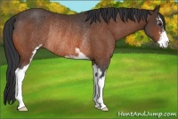 Horse Color:Brown Sabino Rabicano