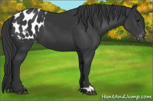 Horse Color:Black Appaloosa 