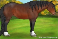 Horse Color:Brown Appaloosa 