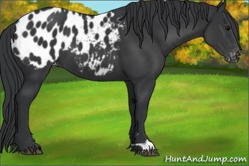 Horse Color:Black Appaloosa