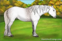 Horse Color:Gray Silver Bay 